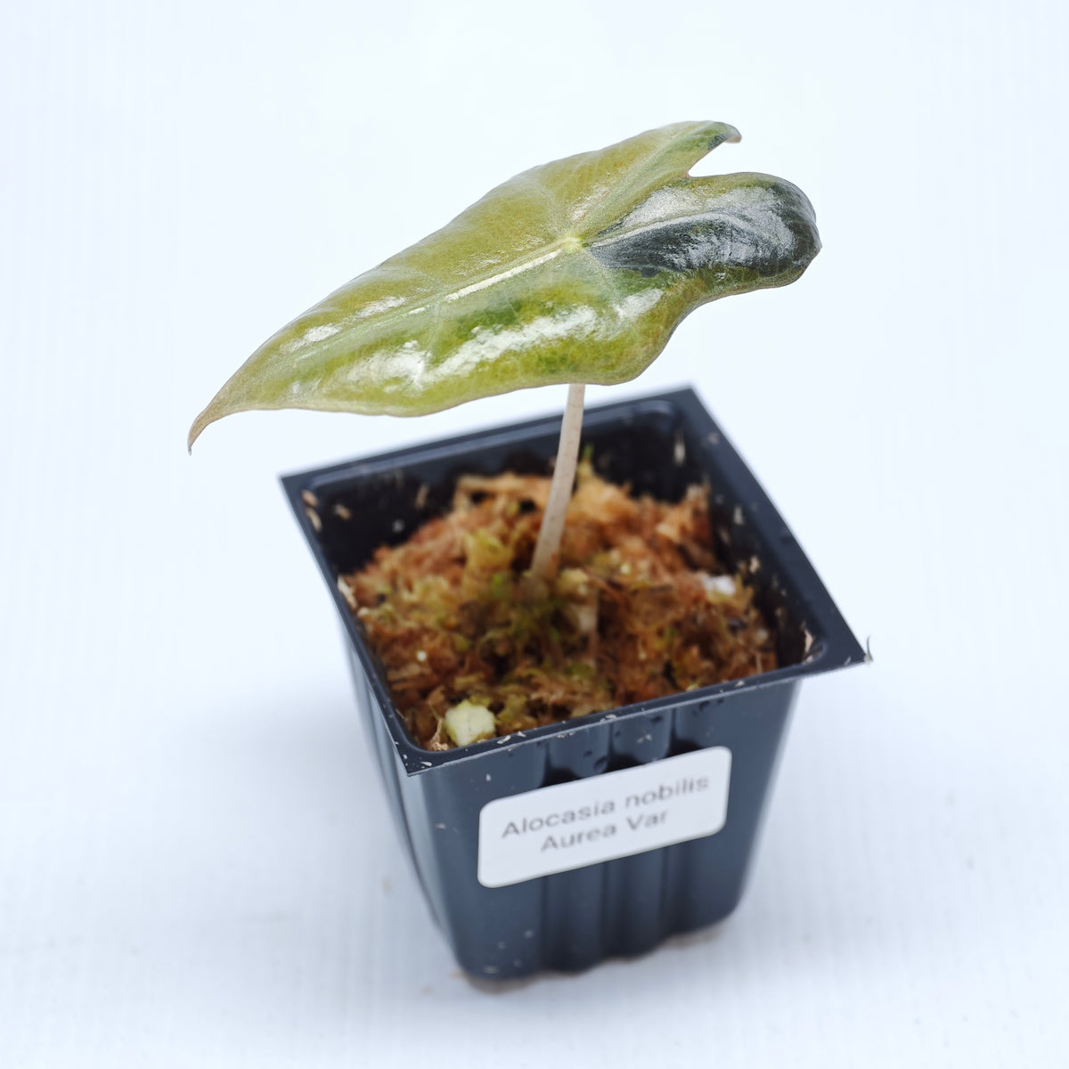 Alocasia sanderiana "Nobilis" Aurea Variegated