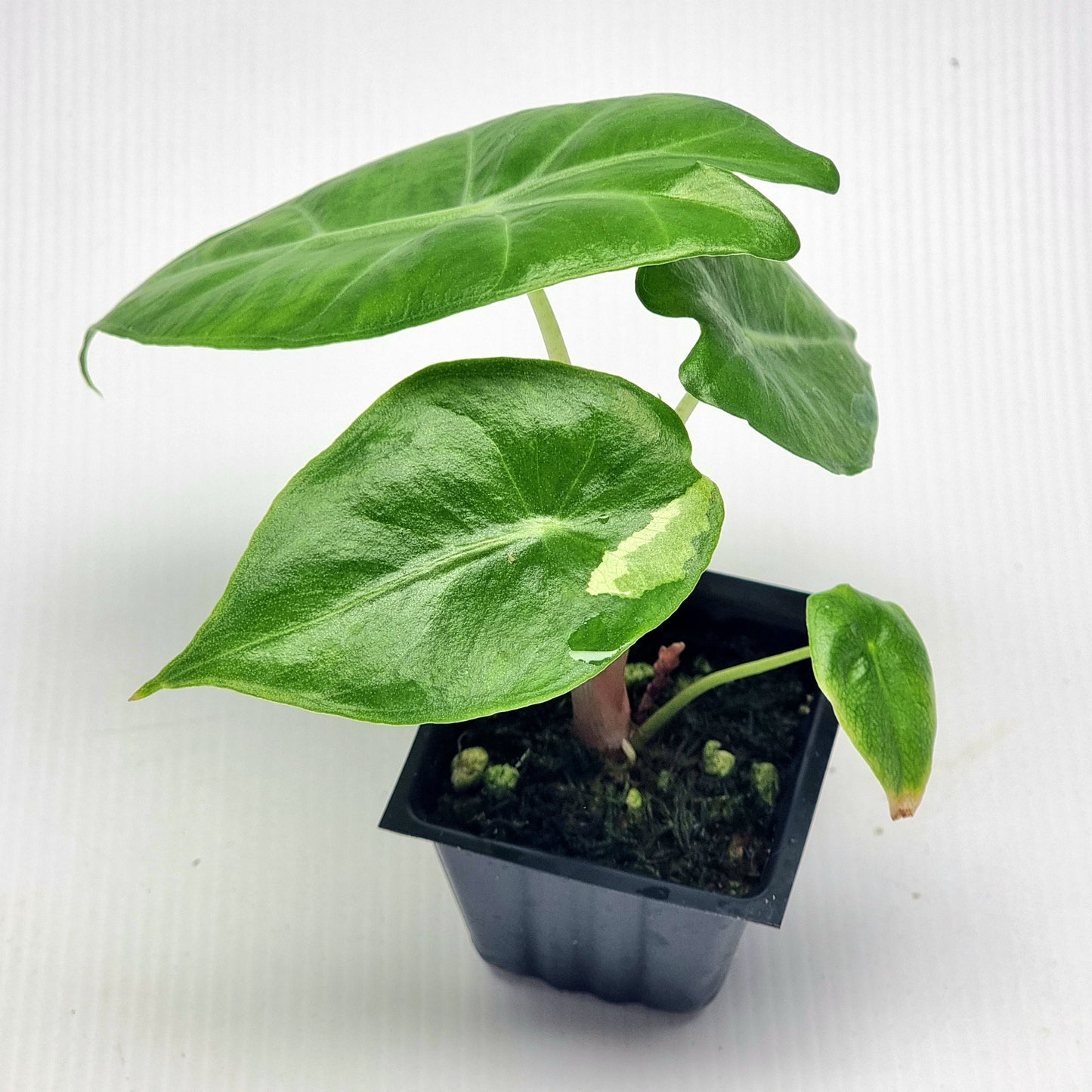 Alocasia Nairobi Night REVERTED
