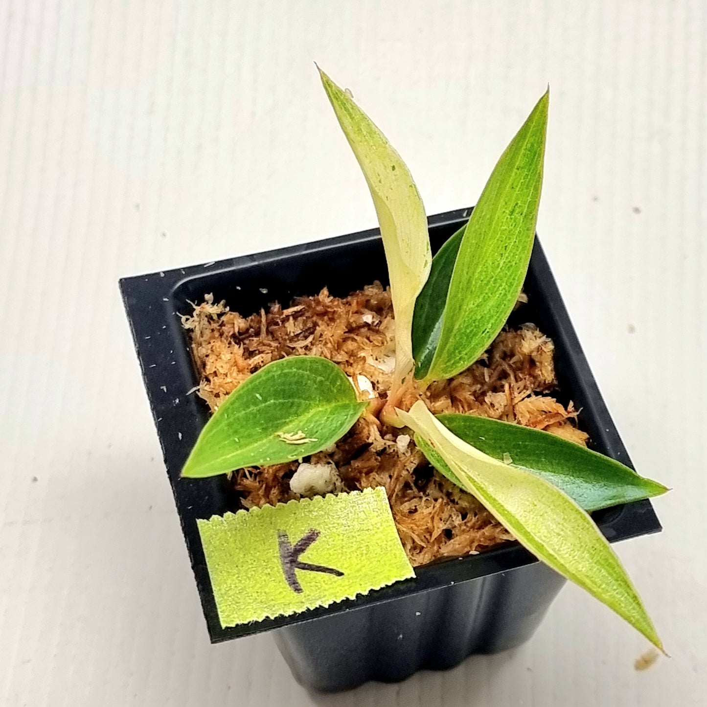 Philodendron Caramel Pink Mint / Strawberry Mint