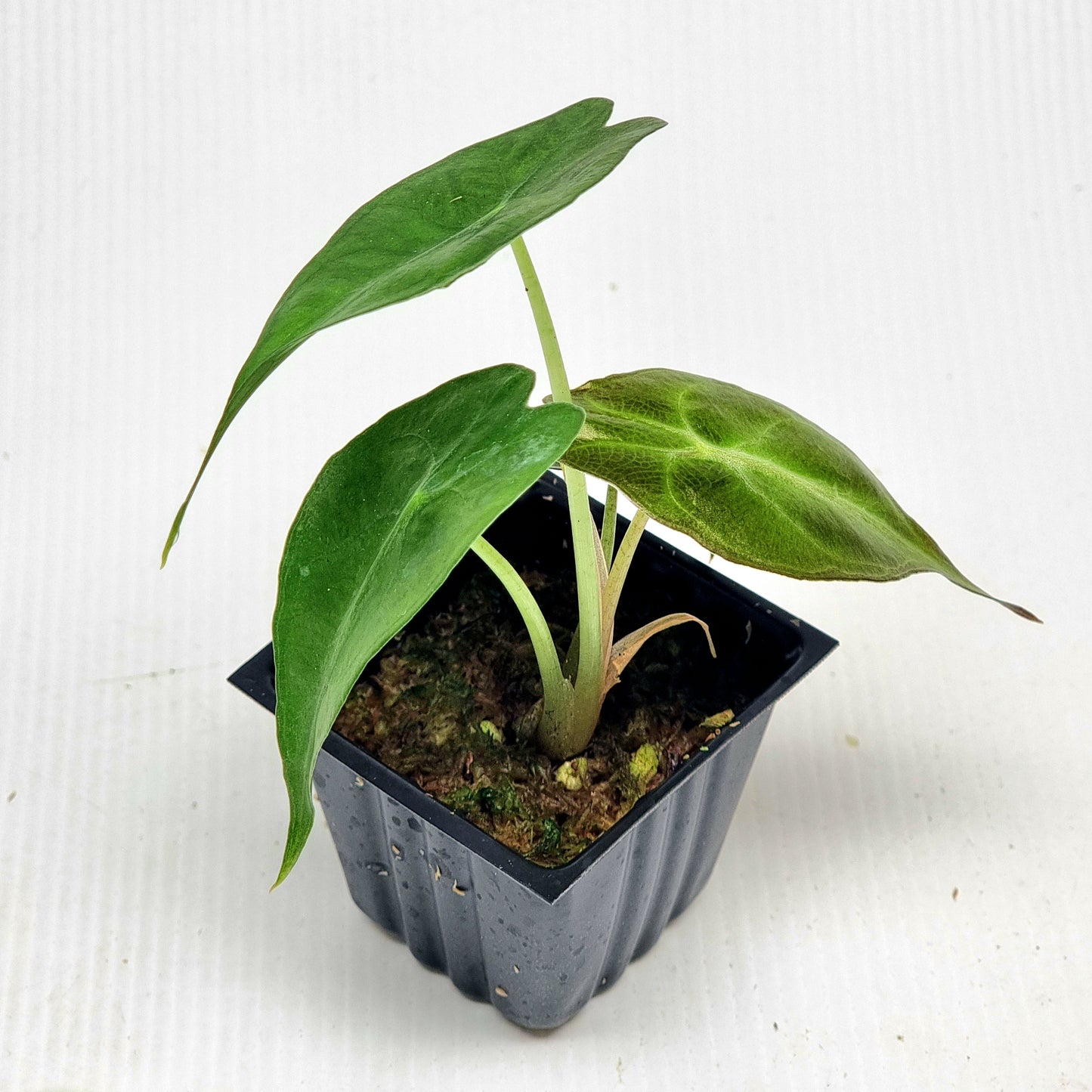 Alocasia Venom