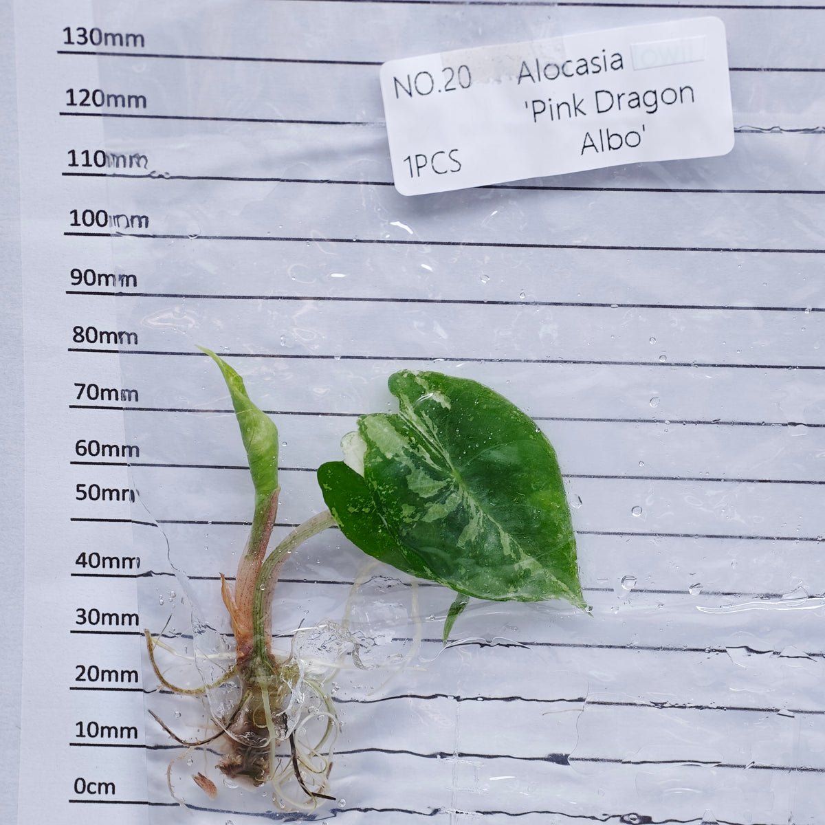 Alocasia Pink Dragon Albo/Pink Variegated (1plant/bag) - Tissue culture