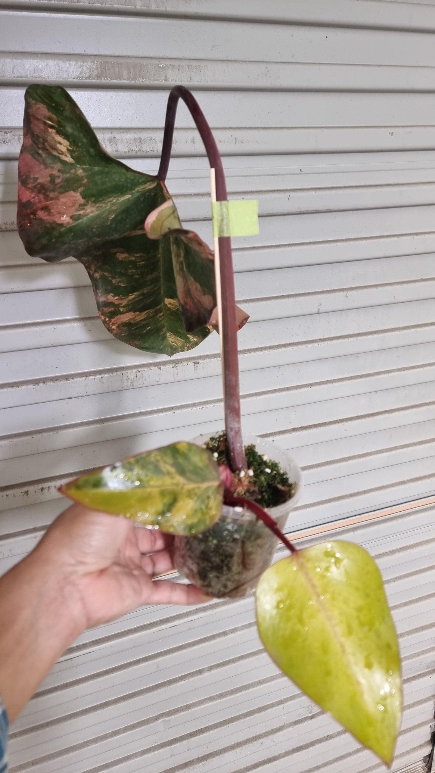 Philodendron strawberry shake