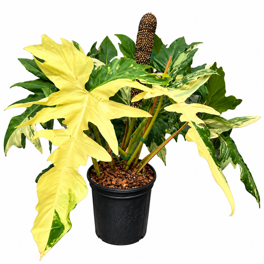Philodendron Golden Dragon Aurea Variegated