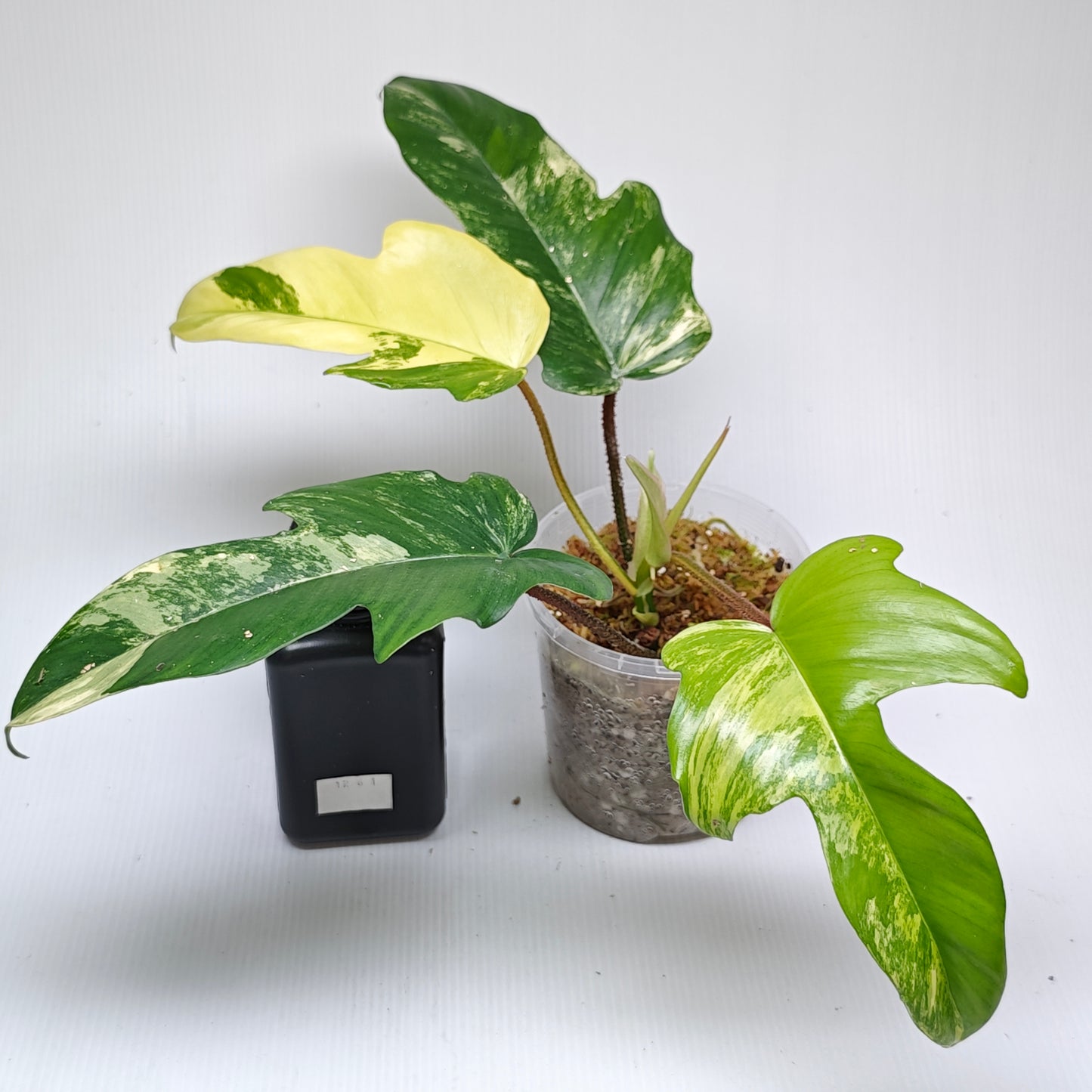 Philodendron squamiferum X P. Florida Beauty Variegated, 100mm
