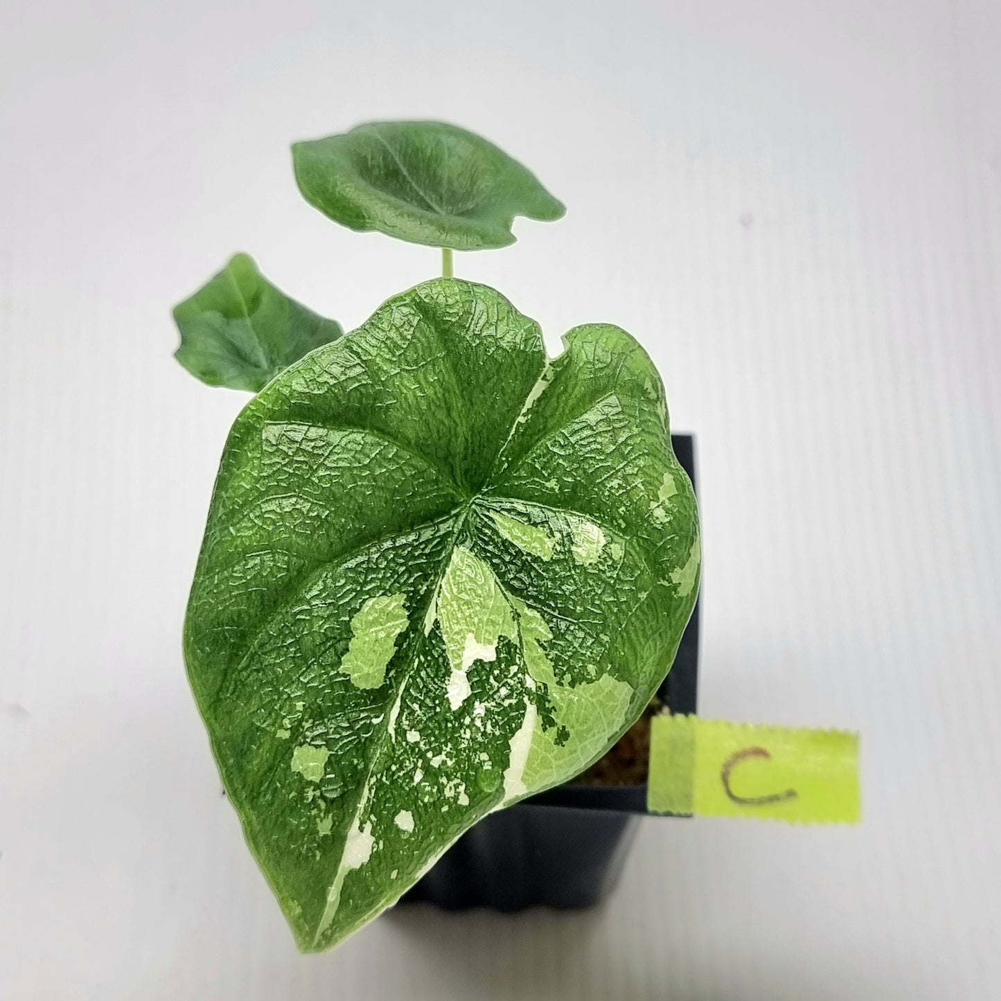 Alocasia melo Albo variegated