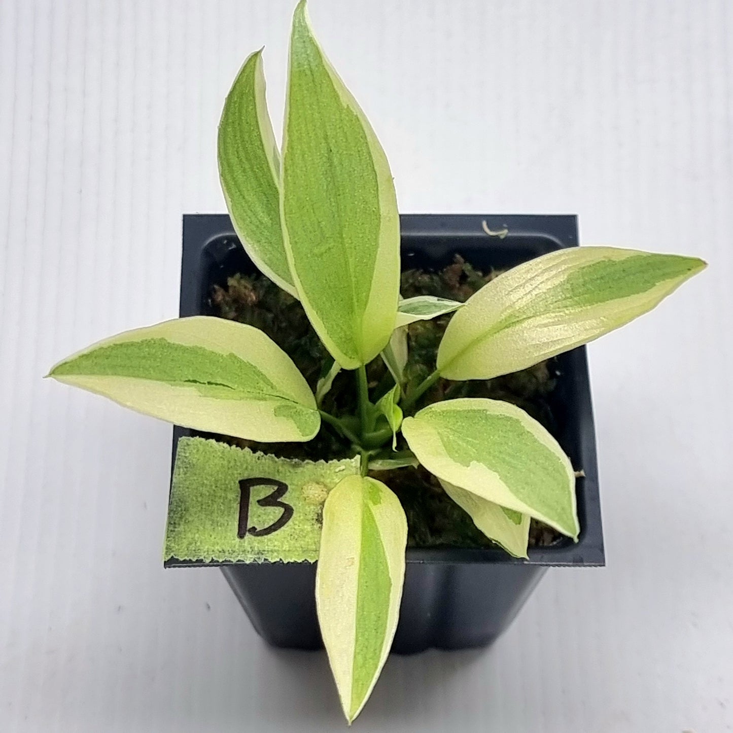 Philodendron longilobatum Albo Variegated