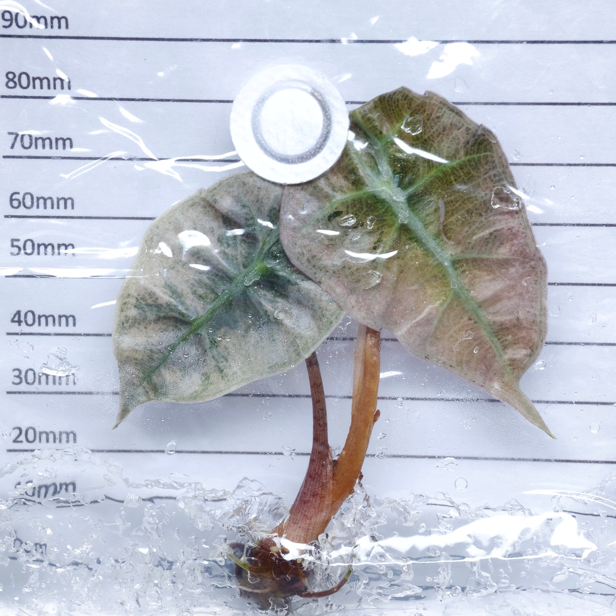 Alocasia Polly Pink Mint - Tissue culture (1plant/bag)