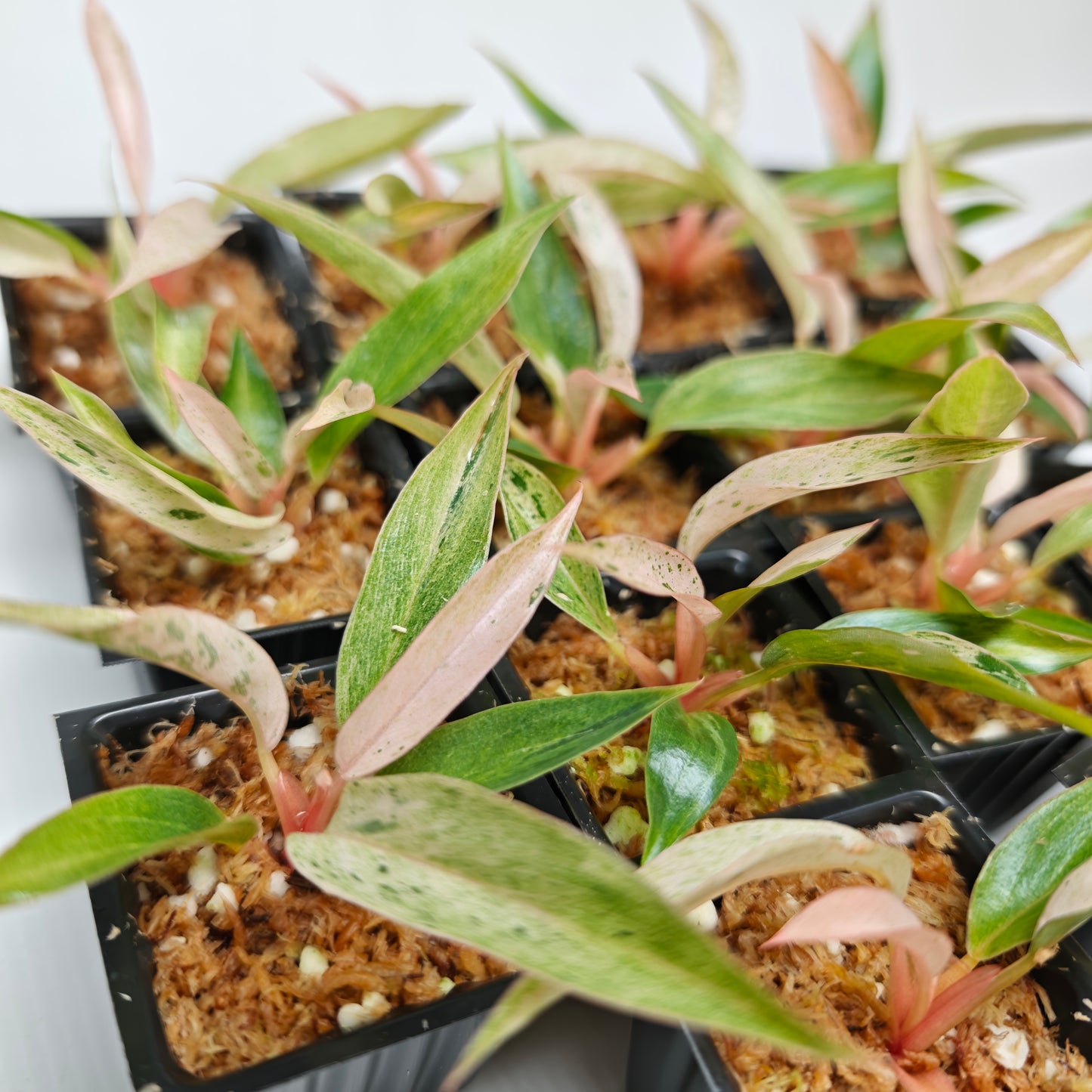 Philodendron Caramel Pink Mint / Strawberry Mint