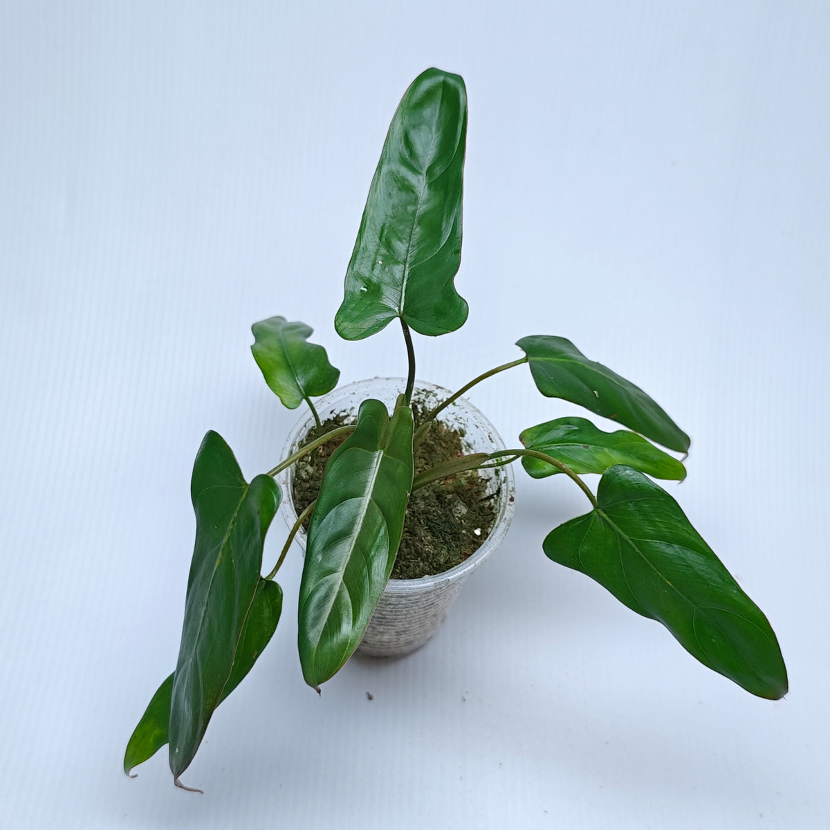 Philodendron pinnatilobum aff