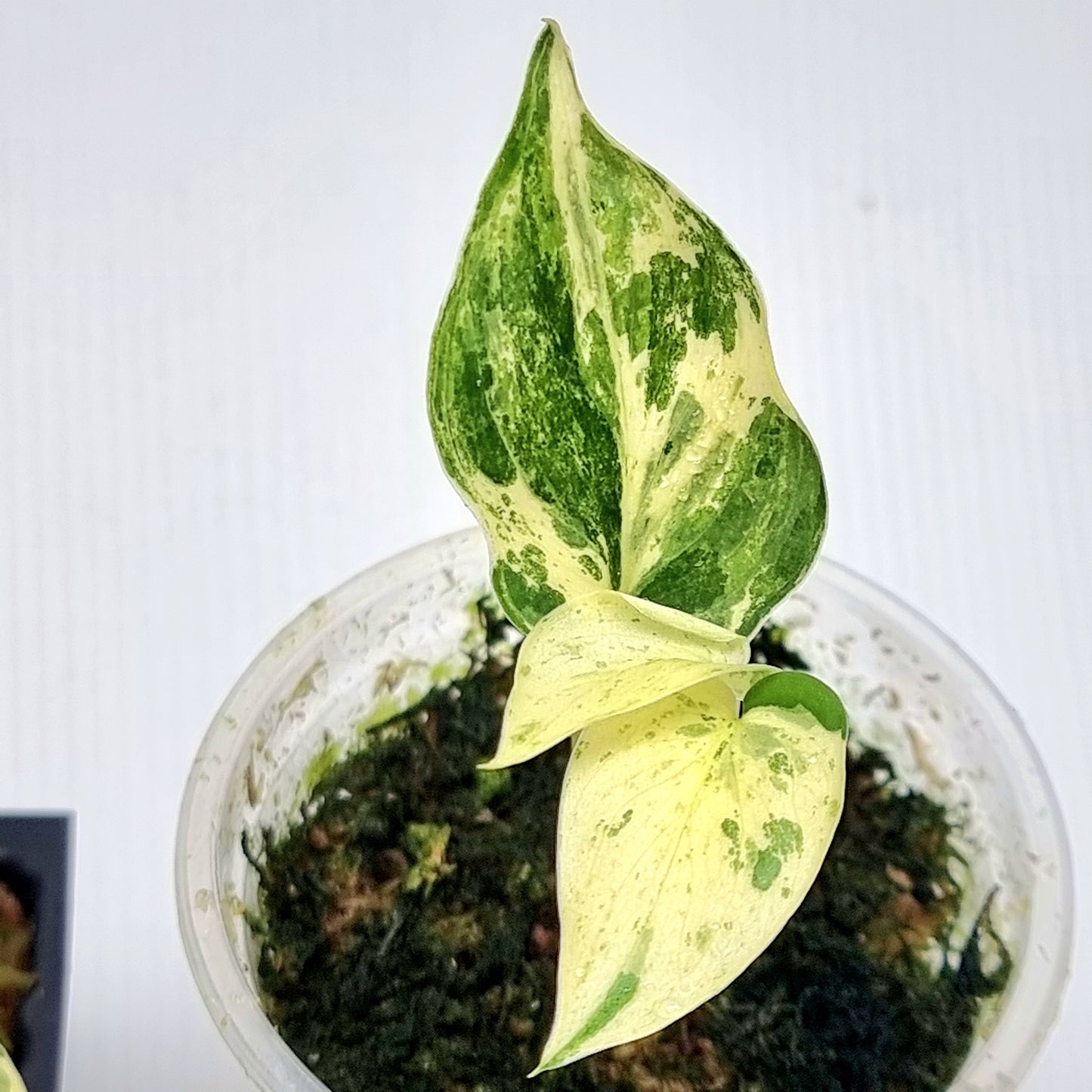 Scindapsus Jade Satin Silver White