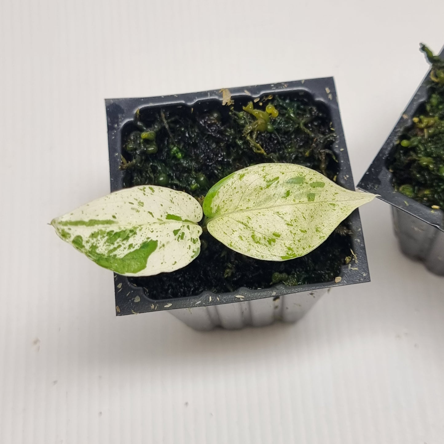 Epipremnum pinnatum 'Marble'