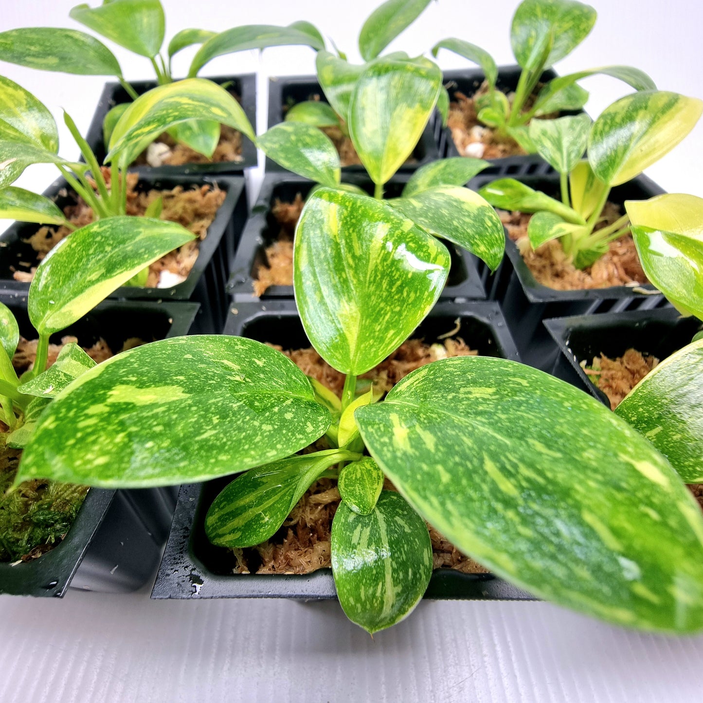 Philodendron Green Congo Nuclear