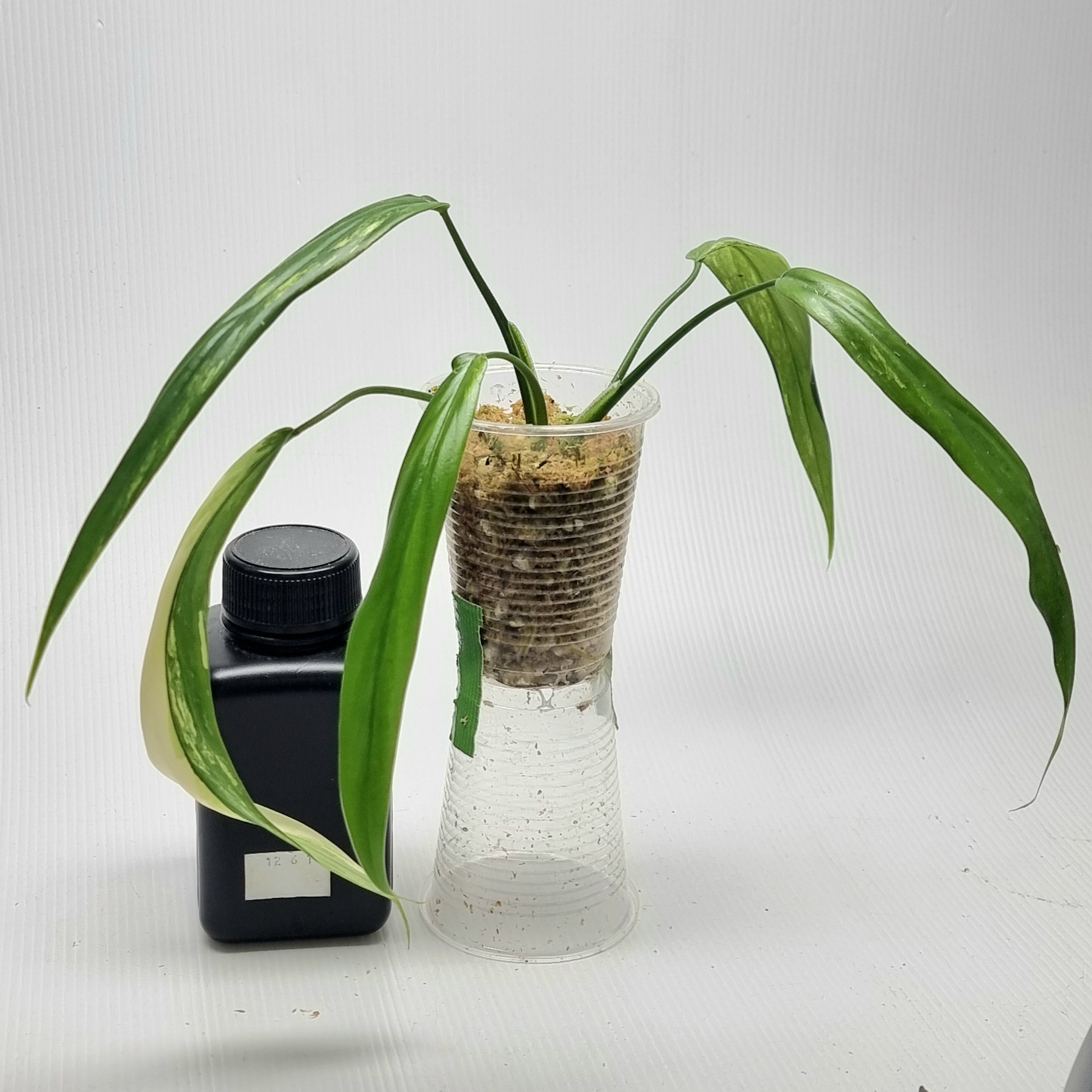 Philodendron holtonianum Variegated – Flora Magnifica Australia
