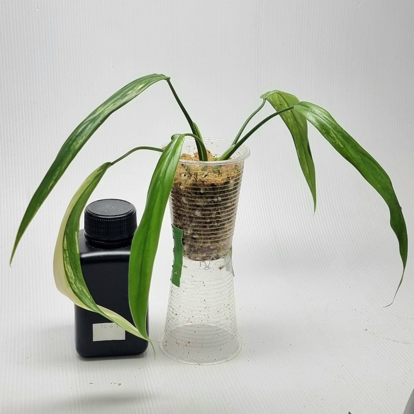 Philodendron holtonianum Variegated