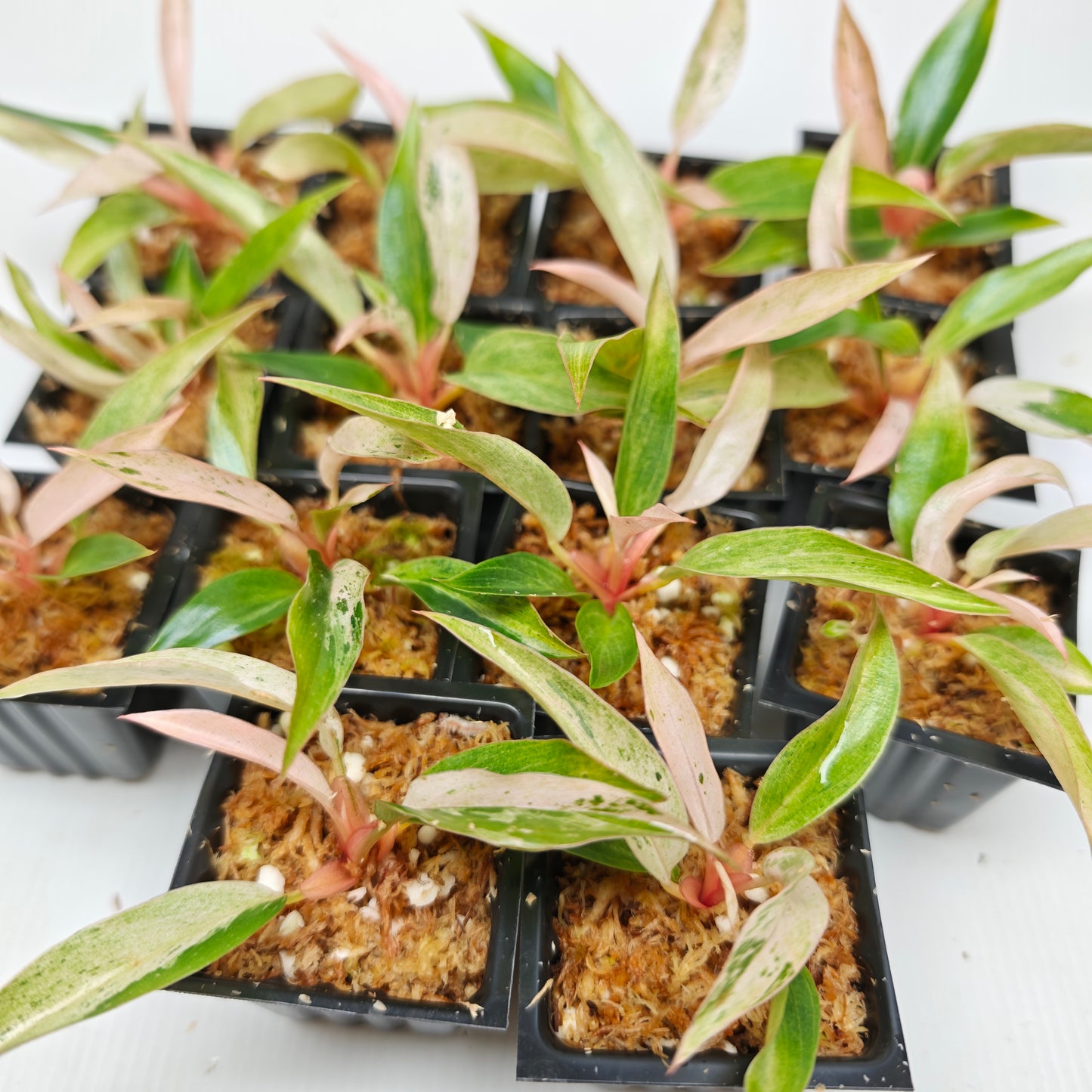 Philodendron Caramel Pink Mint / Strawberry Mint