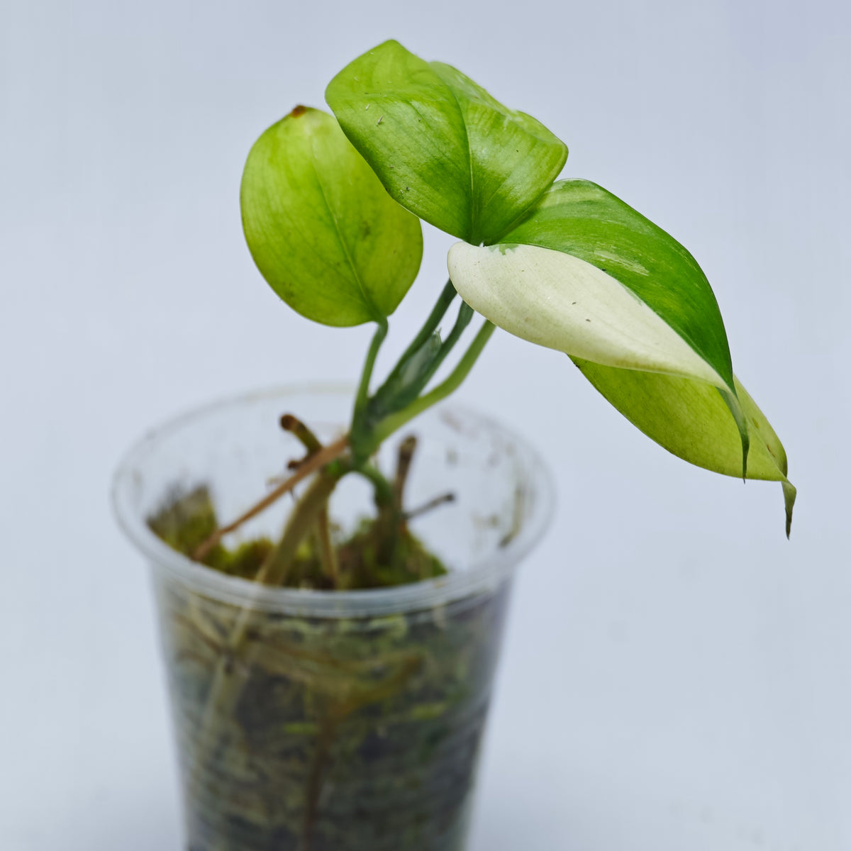 Scindapsus hederaceus Blue albo variegated