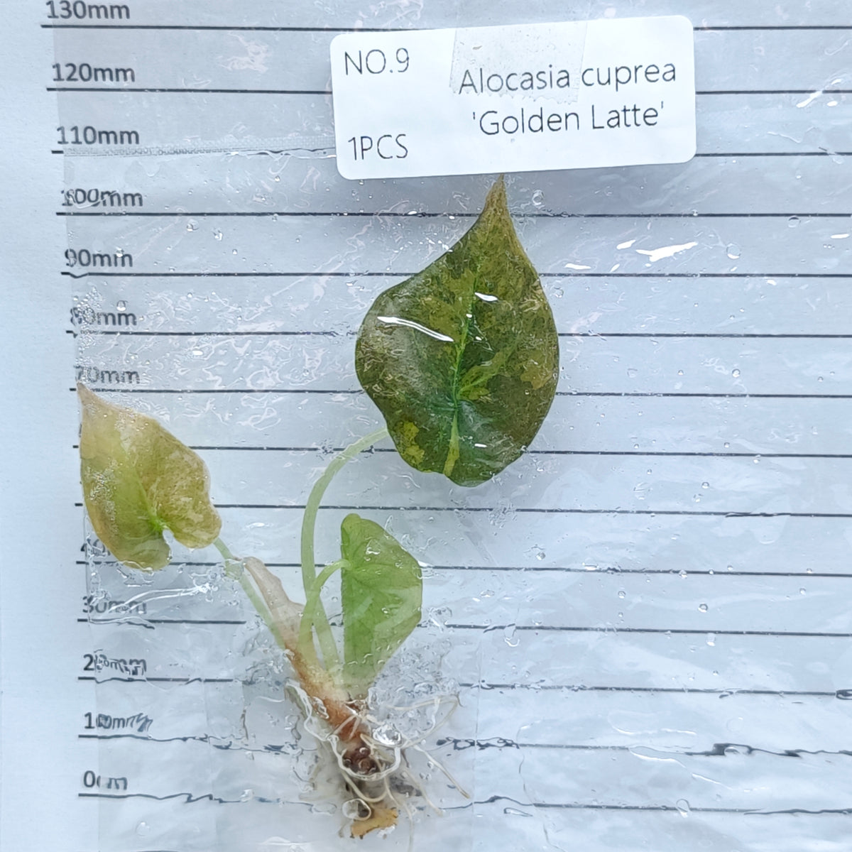Alocasia cuprea Golden latte Variegated (1plant/bag) - Tissue culture