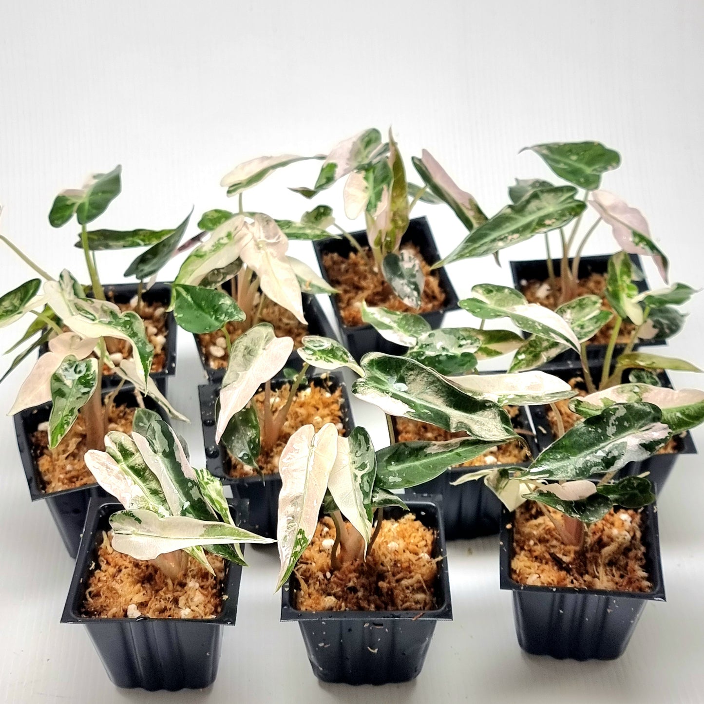 Alocasia Bambino Pink Variegated