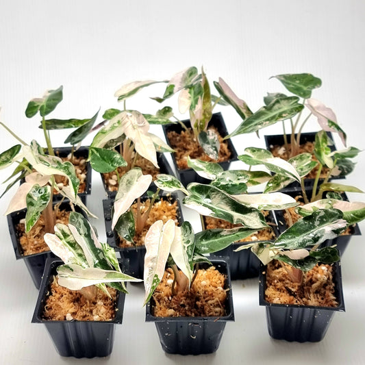 Alocasia Bambino Pink Variegated