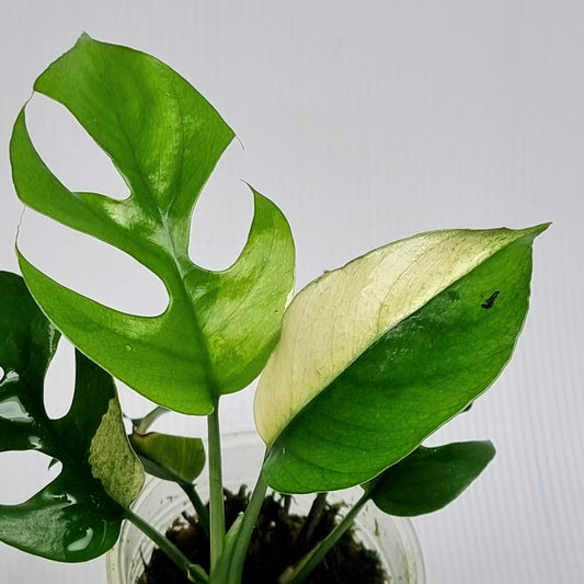 Rhaphidophora tetrasperma Albo