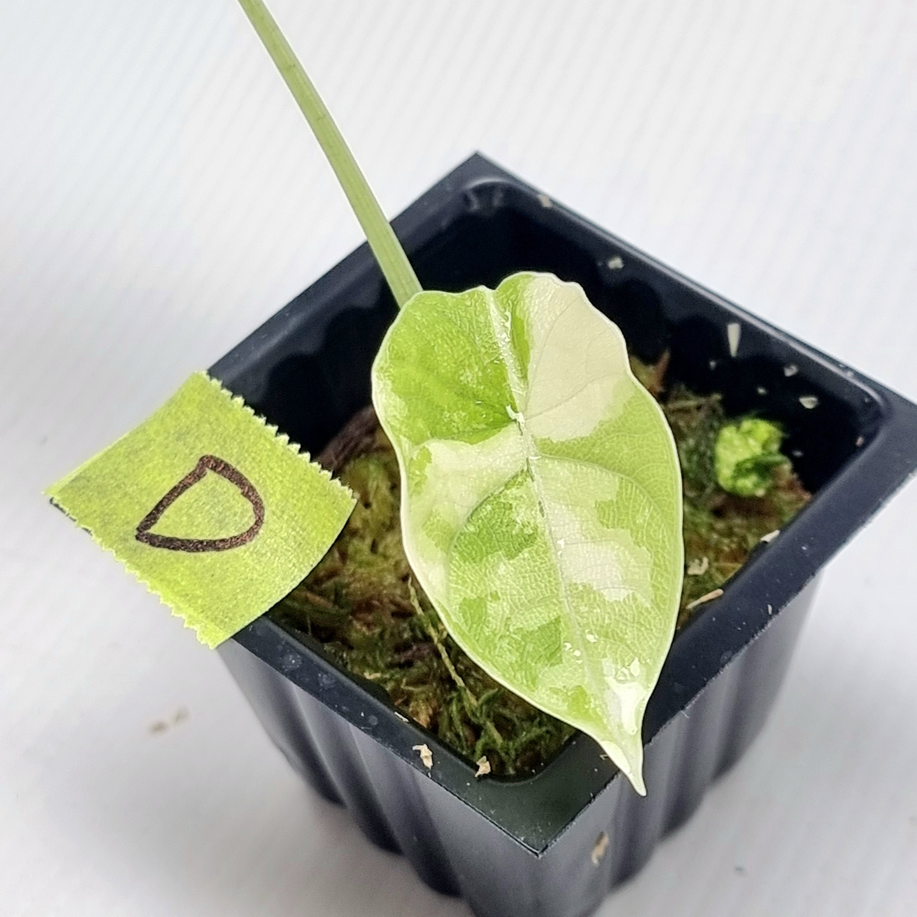 YO105 Alocasia Melo Albo Variegated アロカシア メロ アルボ 斑入り