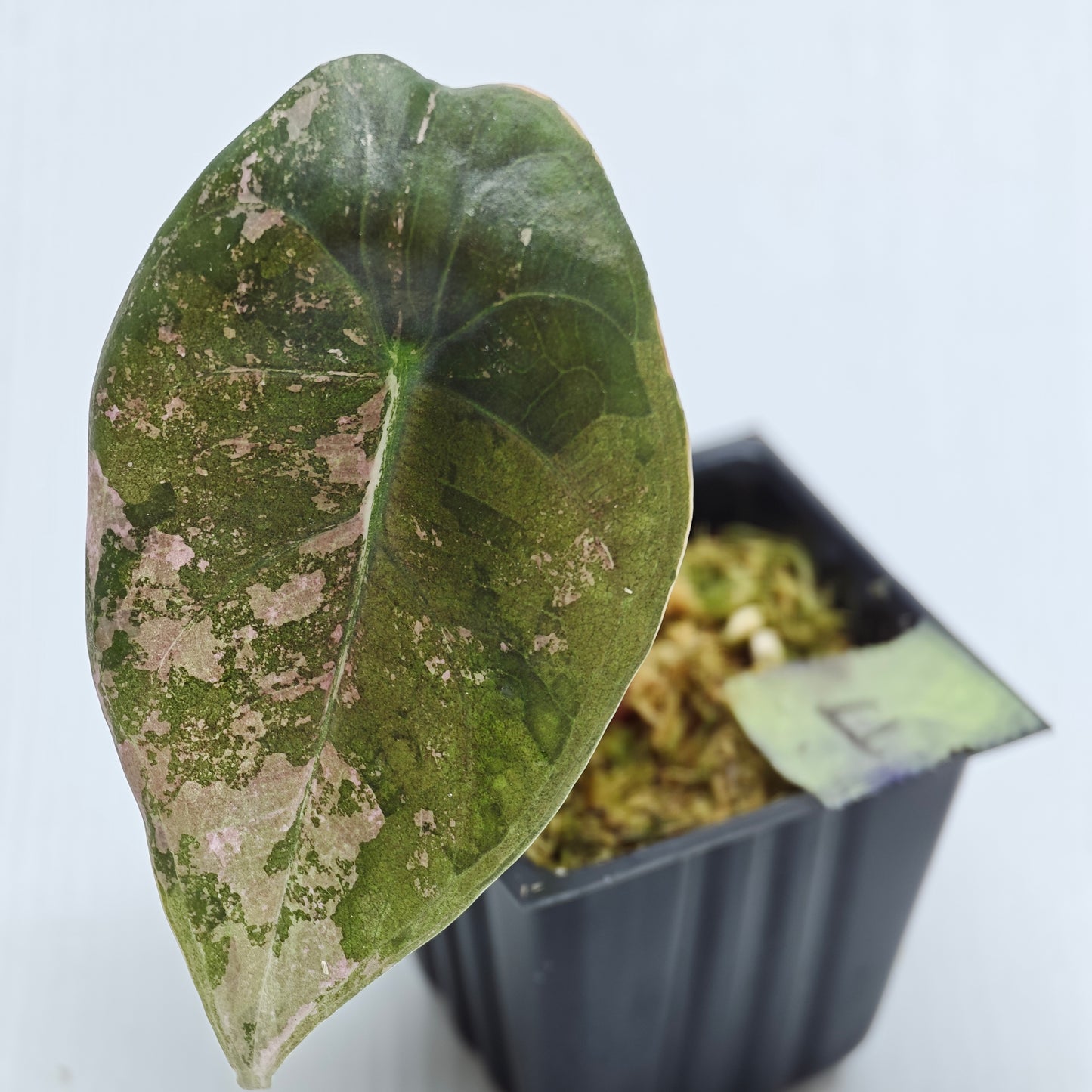 Alocasia sedenii Pink Variegated