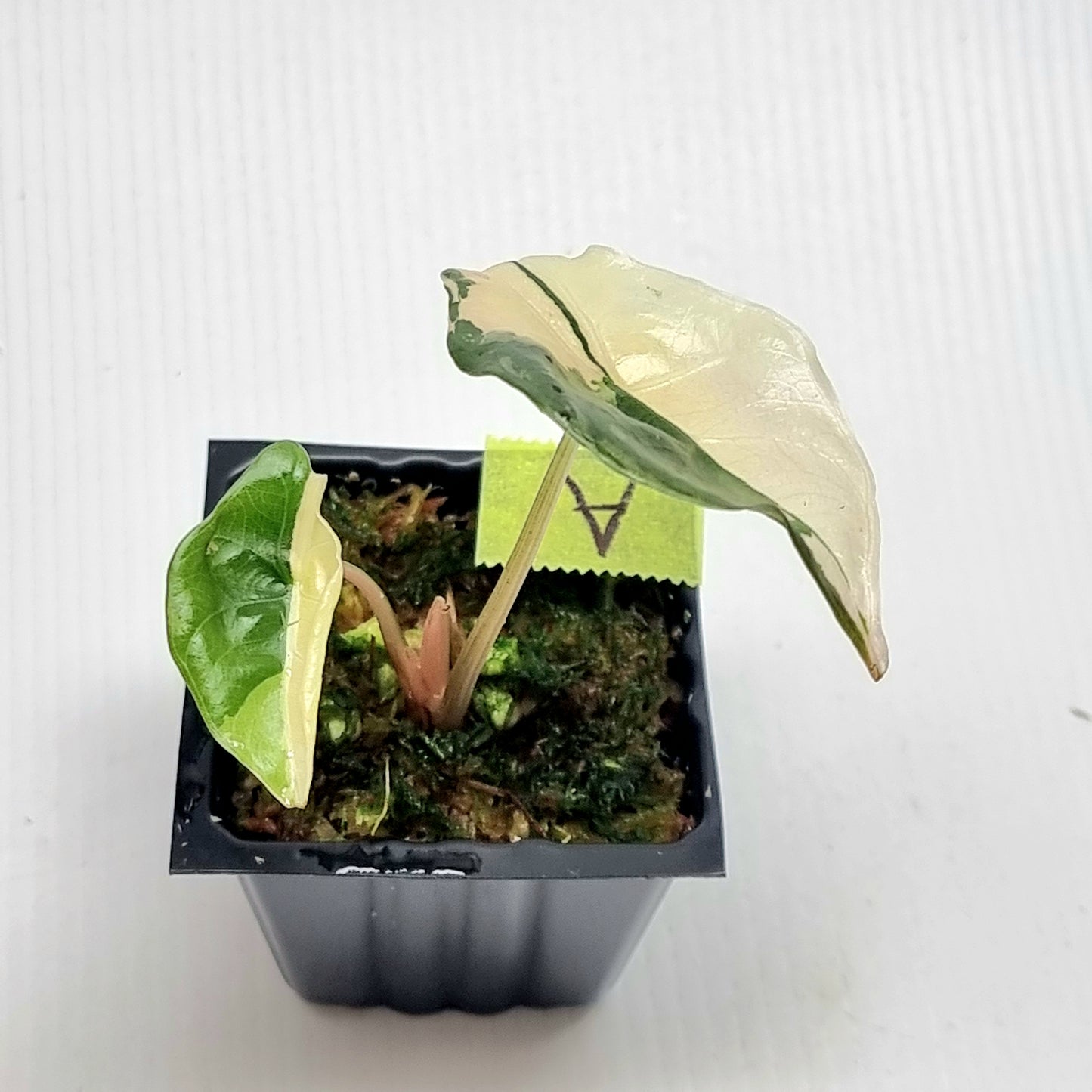 Alocasia Chantrieri Pink Variegated