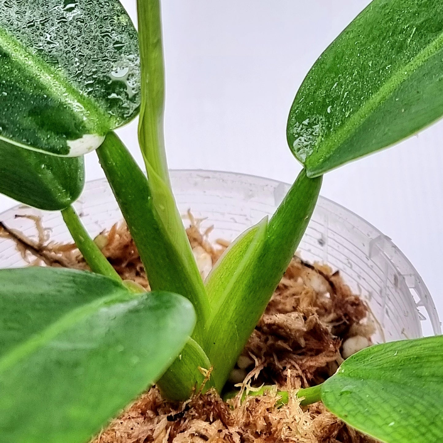 Philodendron Jose Buono x P. martianum