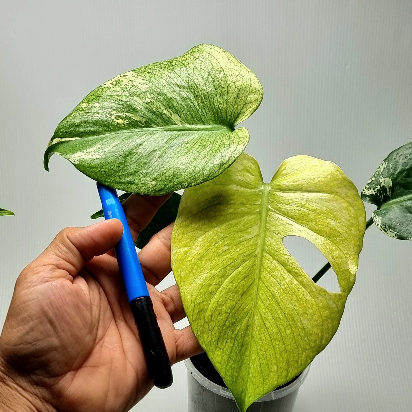 Monstera deliciosa Mint