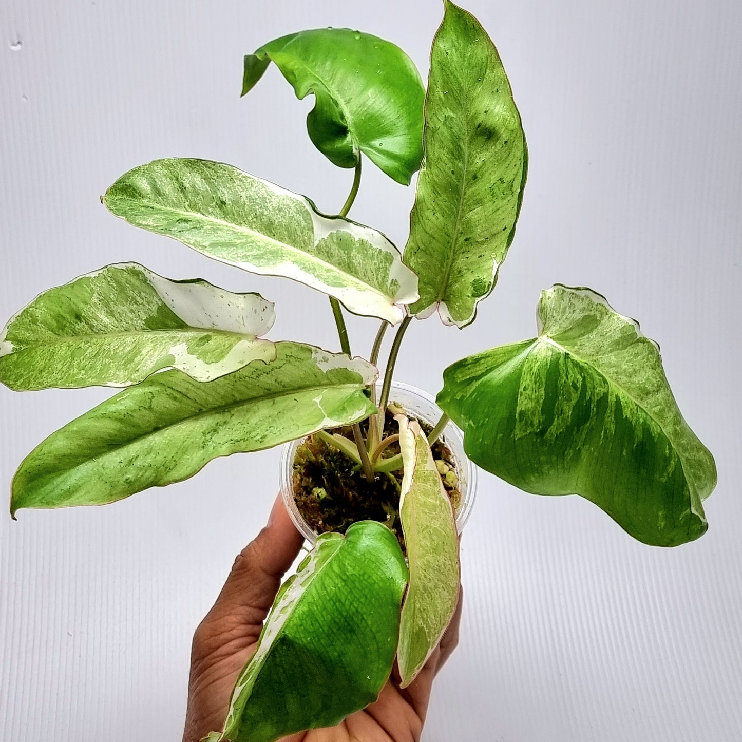 Philodendron Paraiso Verde Albo Variegated