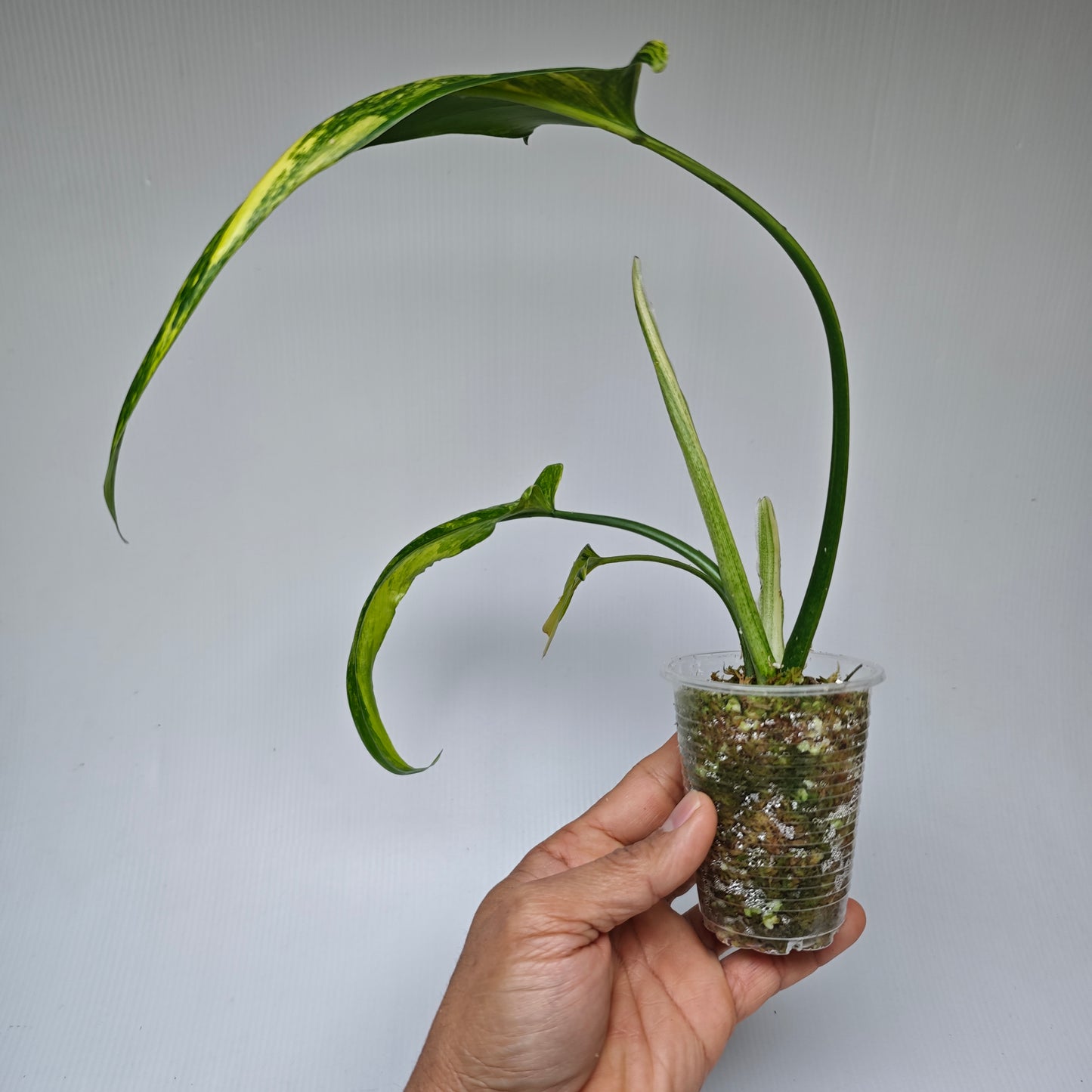Philodendron holtonianum Variegated