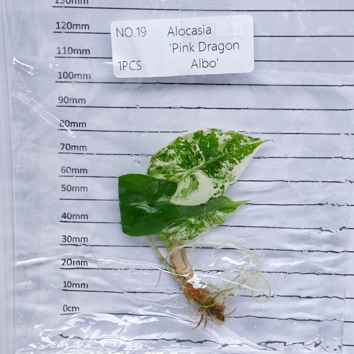 Alocasia Pink Dragon Albo/Pink Variegated (1plant/bag) - Tissue culture