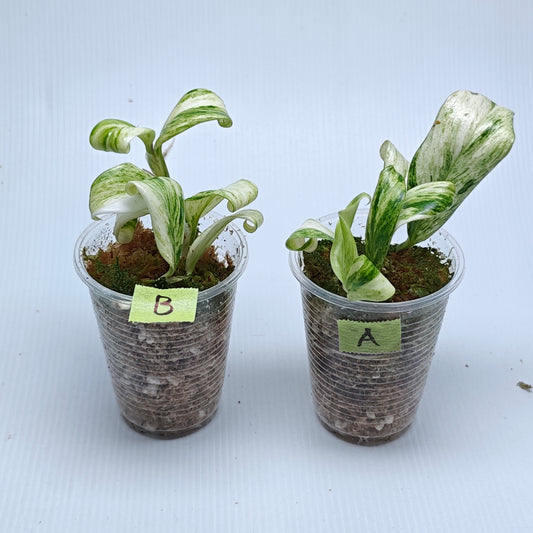 Rhaphidophora elliptifolia Variegated