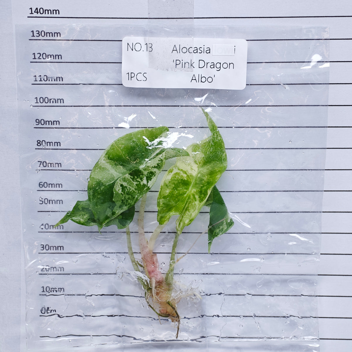 Alocasia Pink Dragon Albo/Pink Variegated (1plant/bag) - Tissue culture
