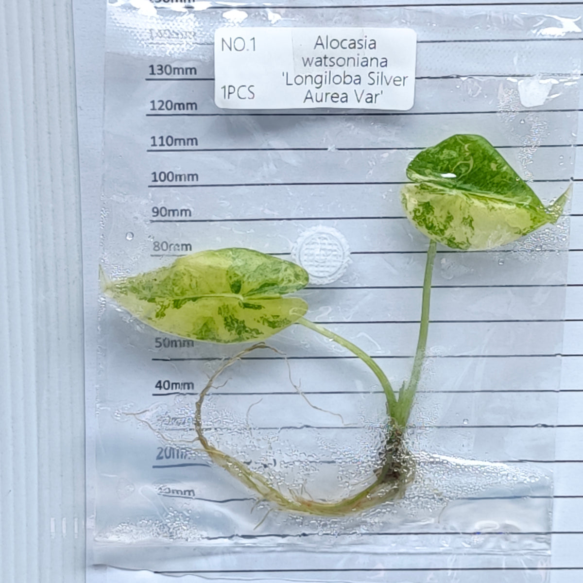 Alocasia longiloba Silver Aurea Variegated (1plant/bag) - Tissue culture