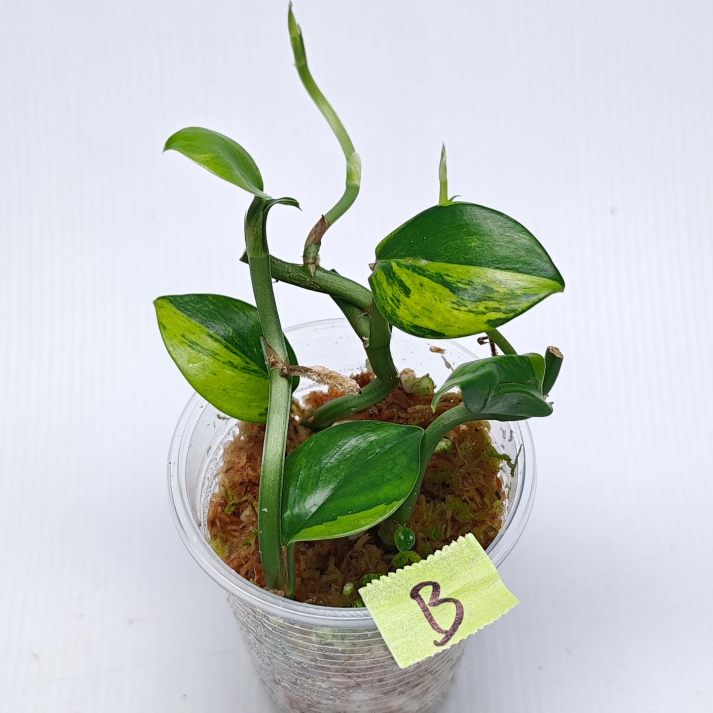 Rhaphidophora hongkongensis Aurea Variegated
