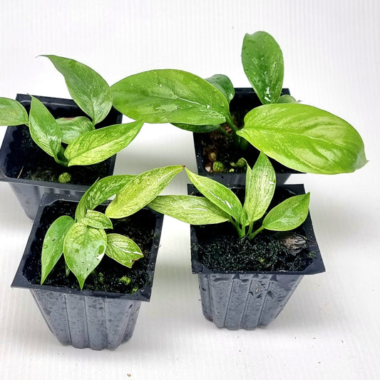 Rhaphidophora tetrasperma Mint