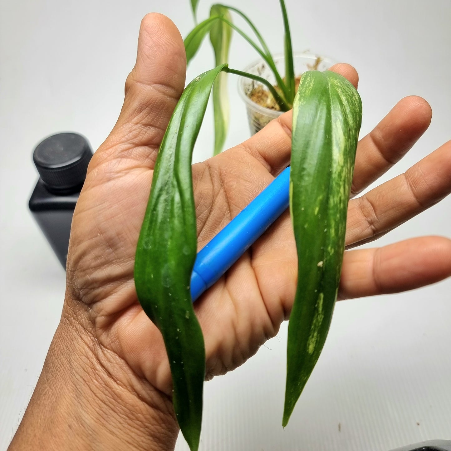 Philodendron holtonianum Variegated