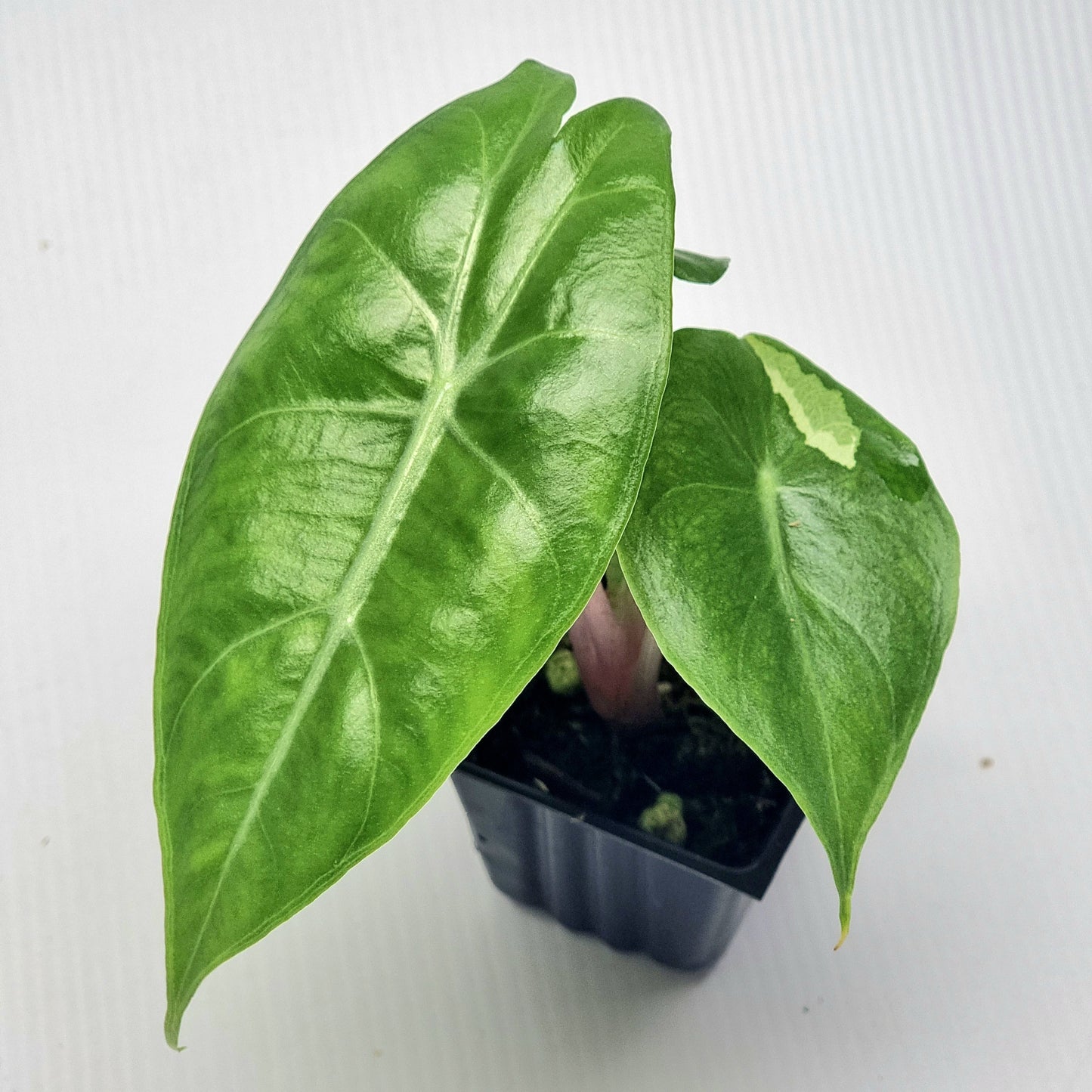 Alocasia Nairobi Night REVERTED