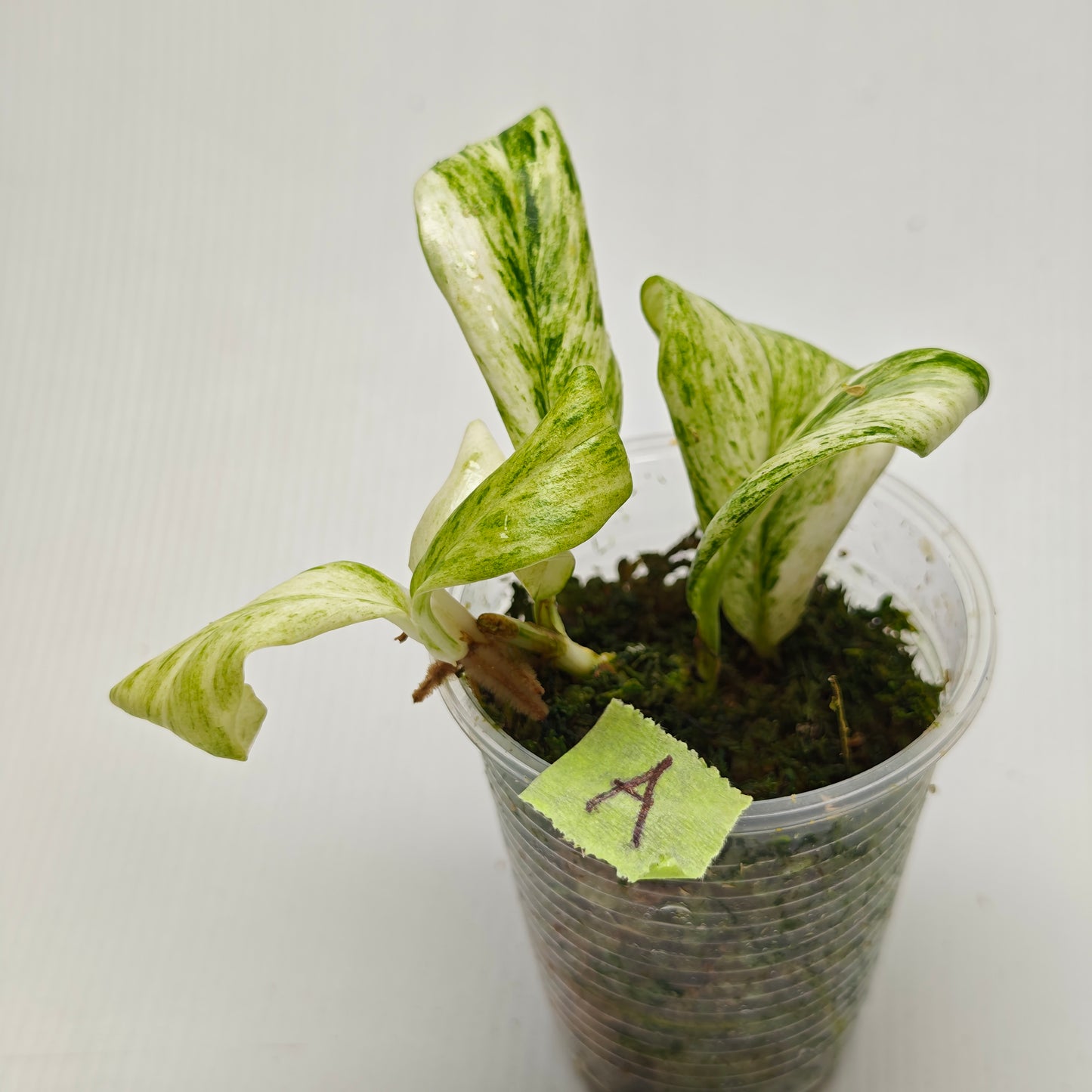 Rhaphidophora elliptifolia Variegated