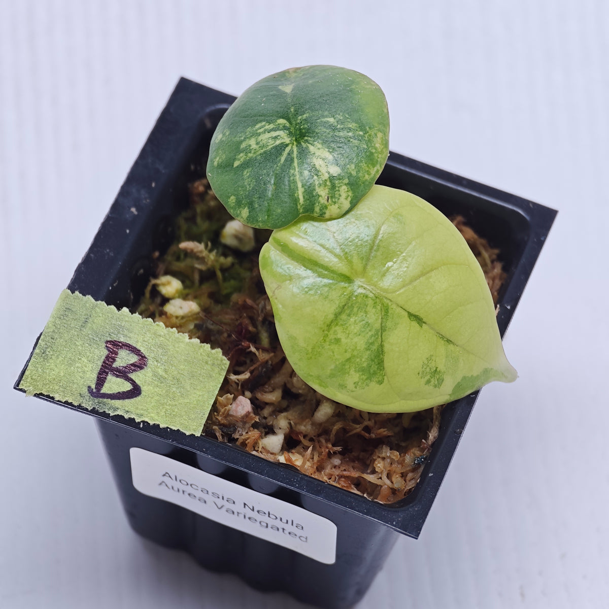 Alocasia Nebula Aurea Variegated