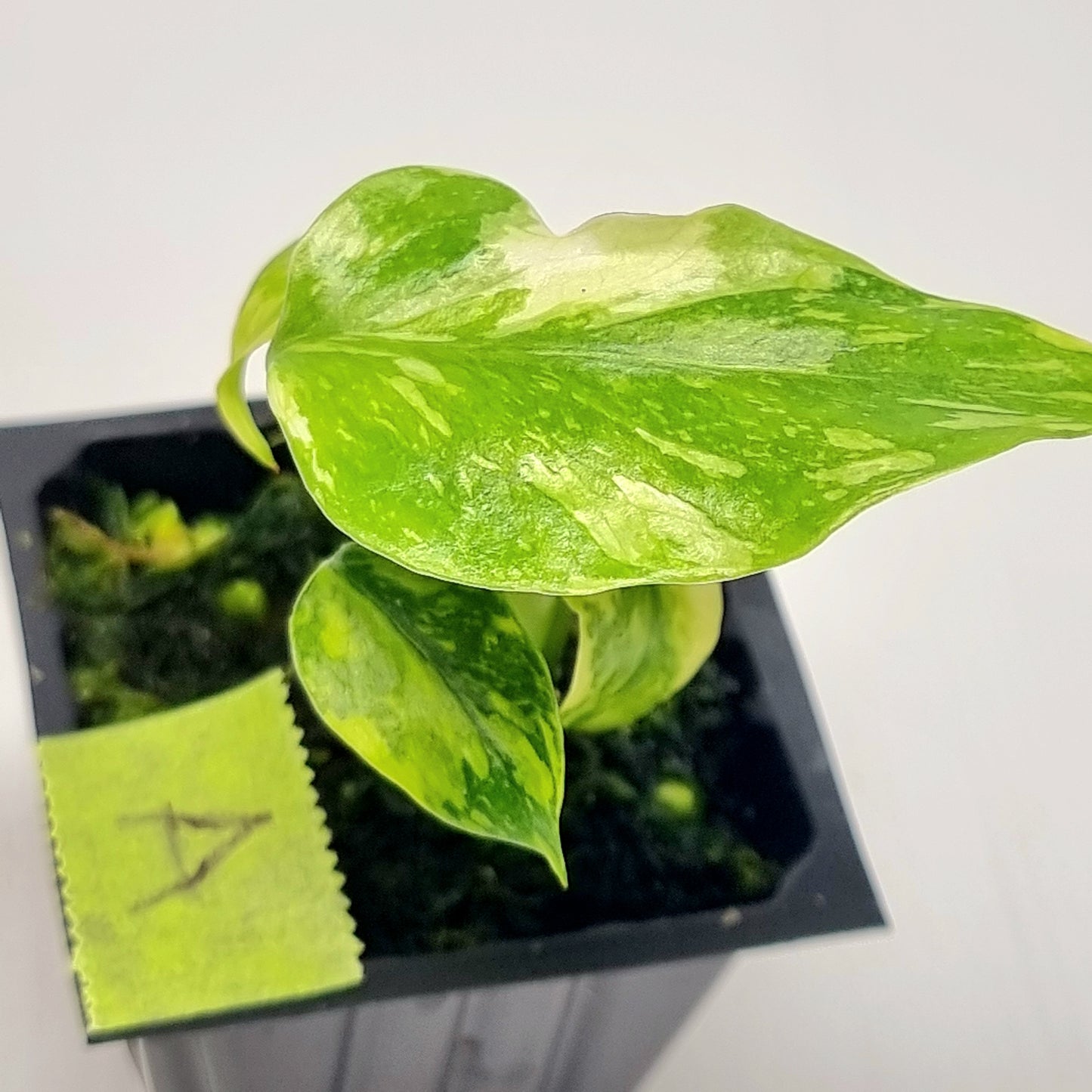 Monstera Electrolyte