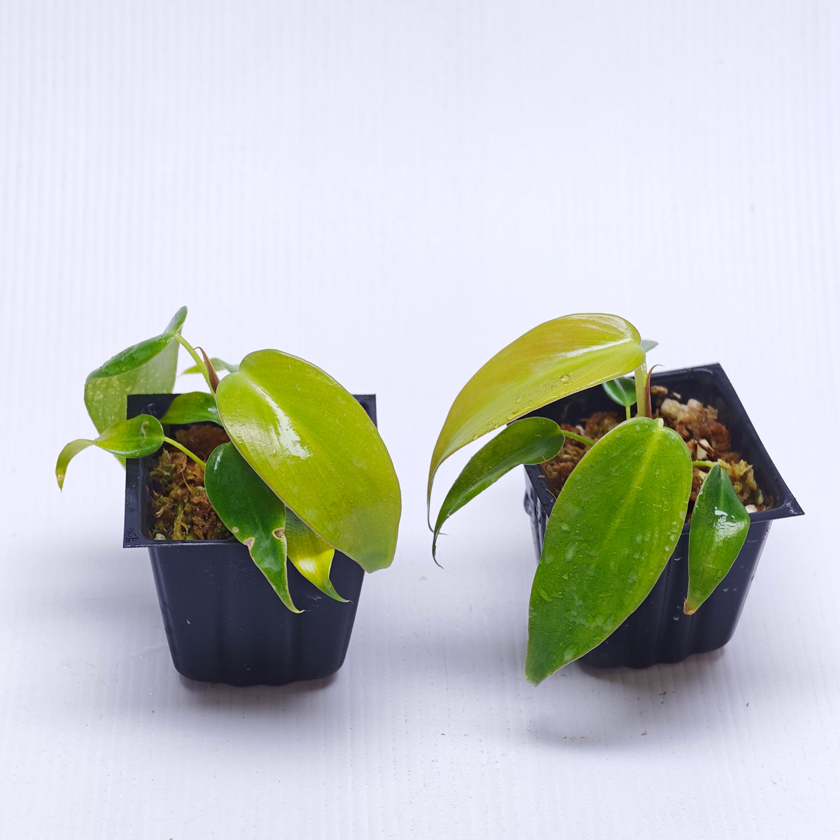 Philodendron longilobatum Lelano Miyano