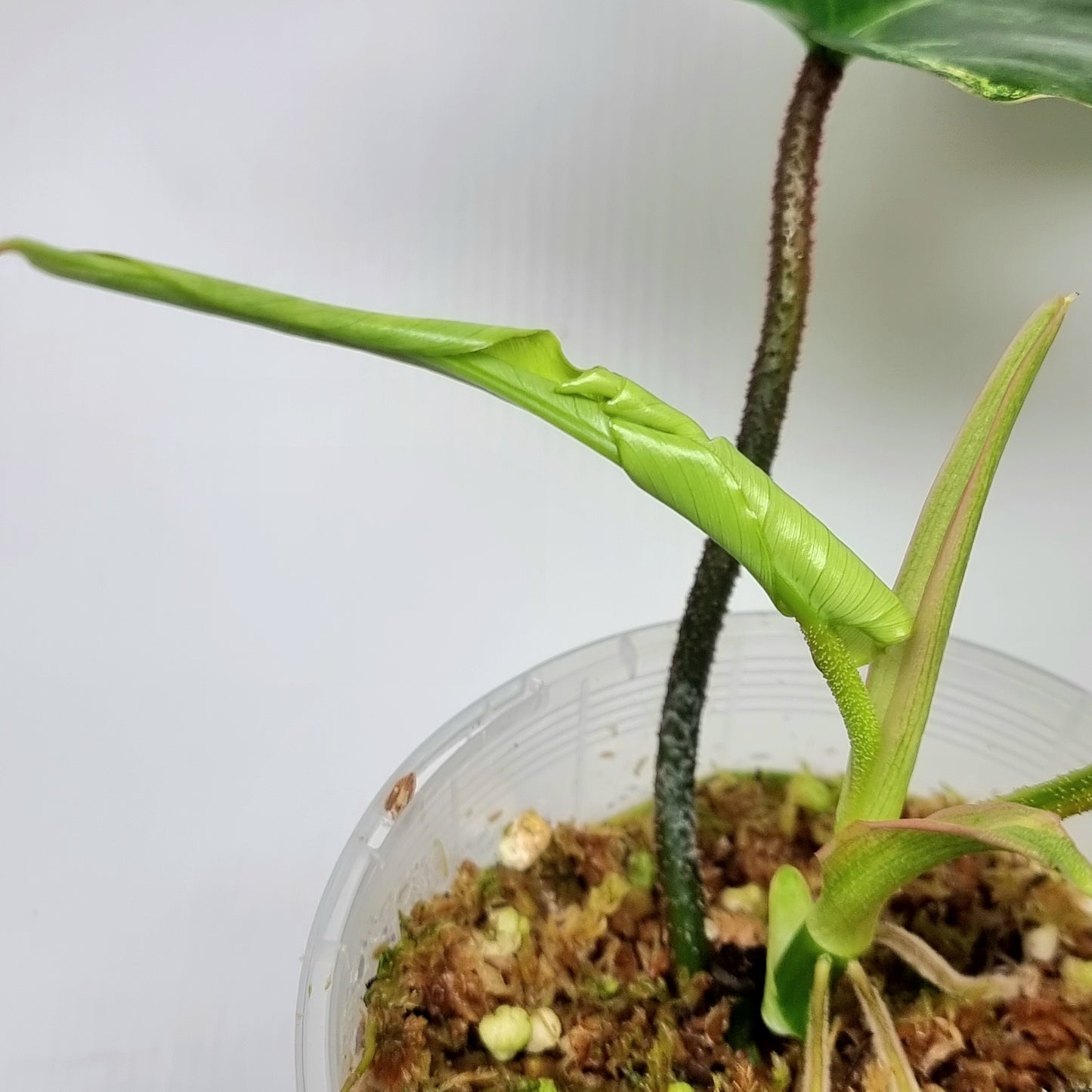 Philodendron squamiferum X P. Florida Beauty Variegated, 100mm