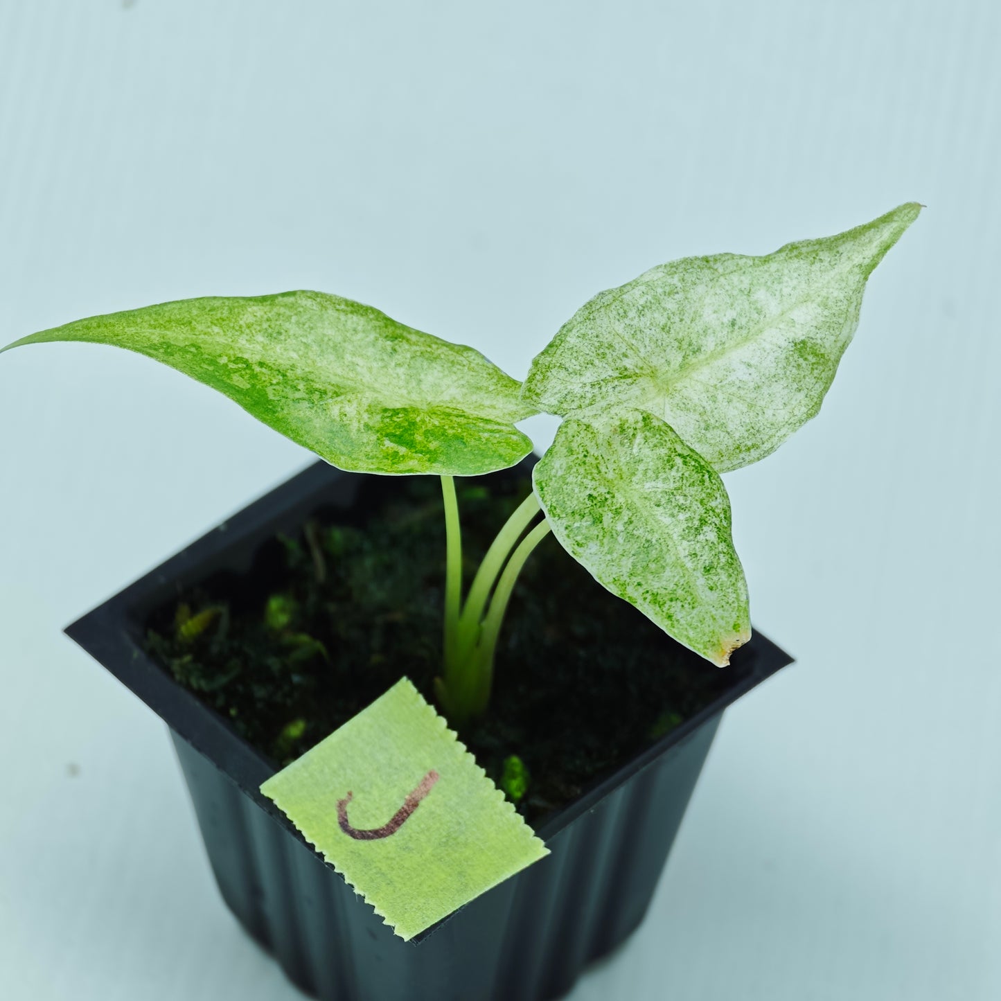 Alocasia Black Satun Stardust