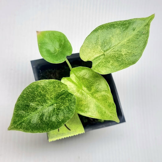 Alocasia Golden Bone Pink Mint