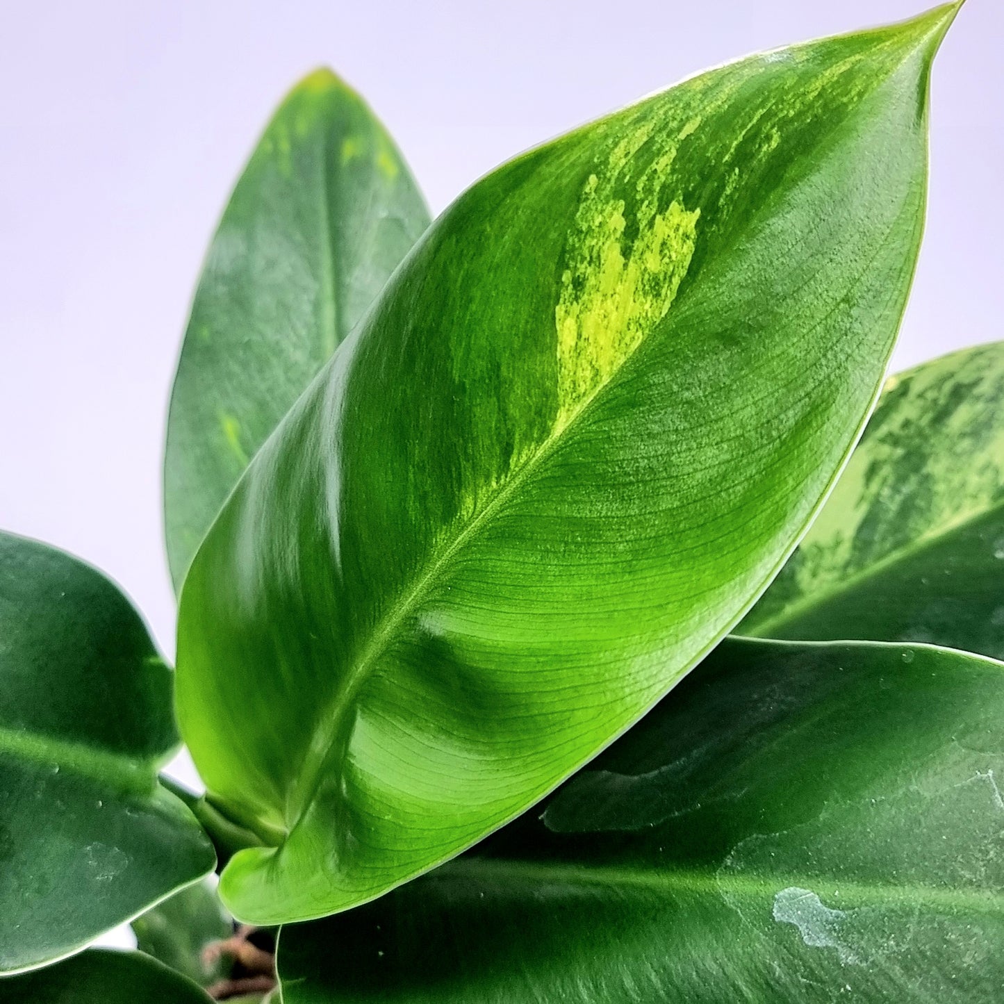 Philodendron Imperial Green LOW Variegated