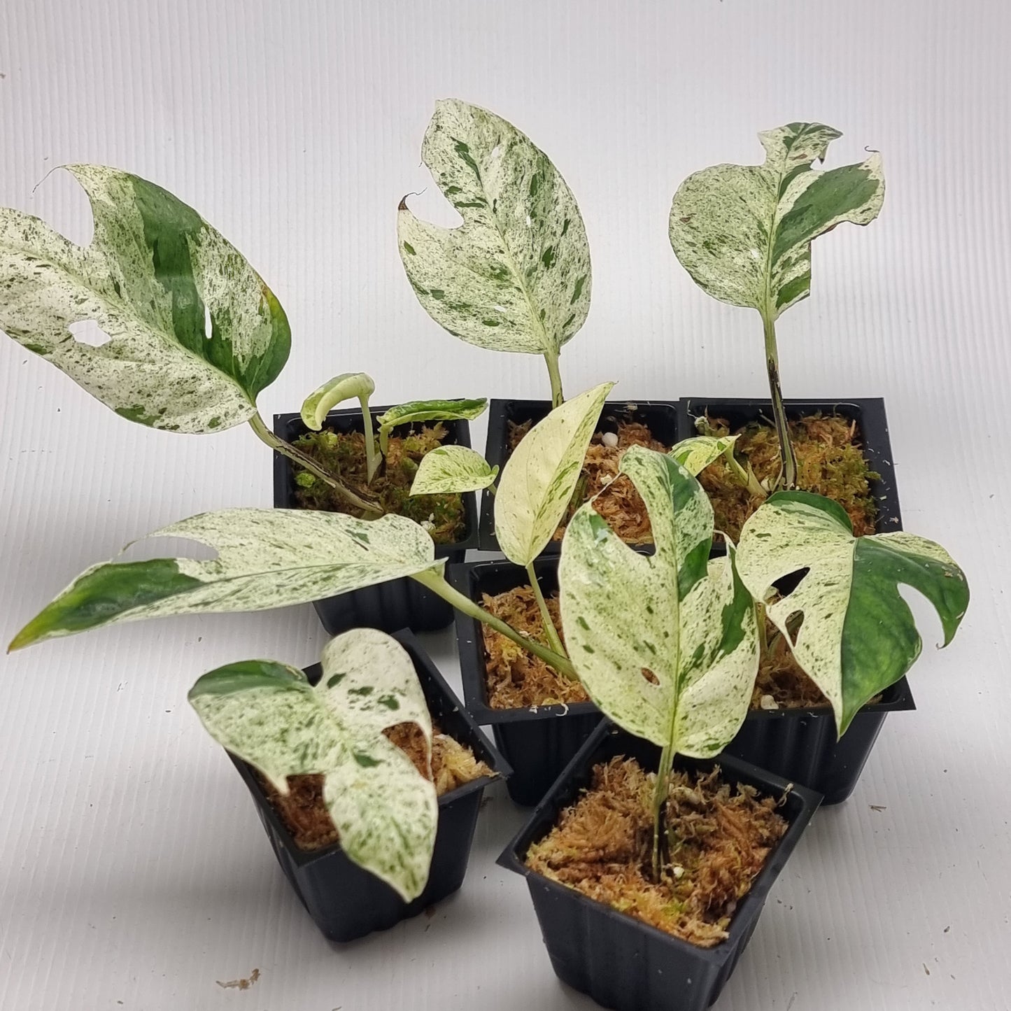 Epipremnum pinnatum Marble from cuttings