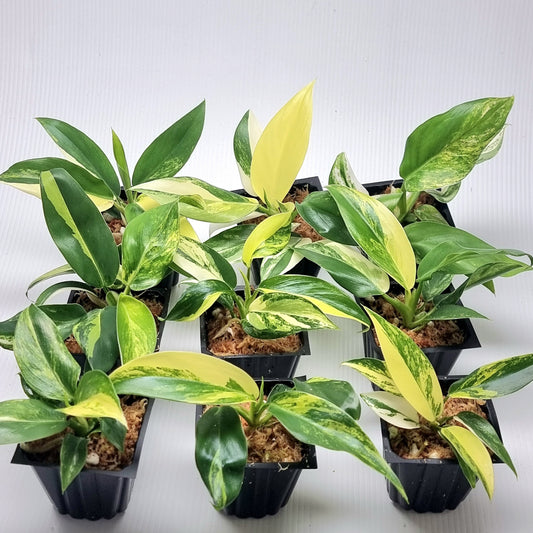 Philodendron Imperial Green Variegated