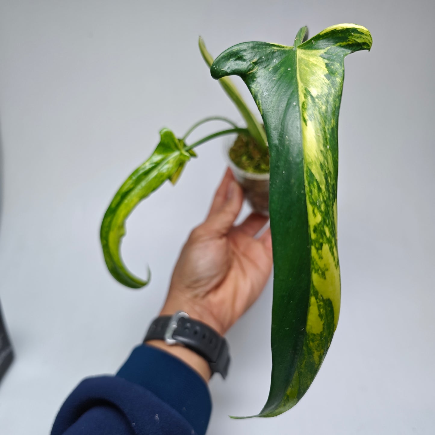 Philodendron holtonianum Variegated